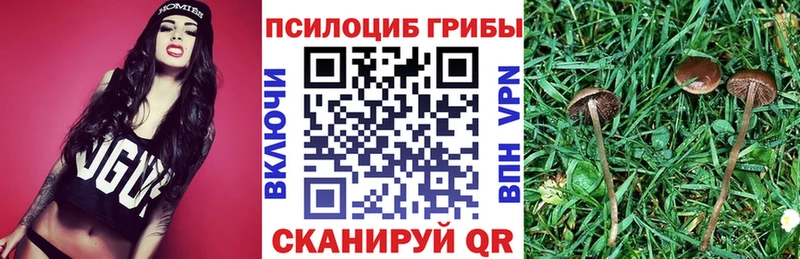 Псилоцибиновые грибы Psilocybe  Плавск 